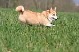 CORGI PEMBROKE 1311